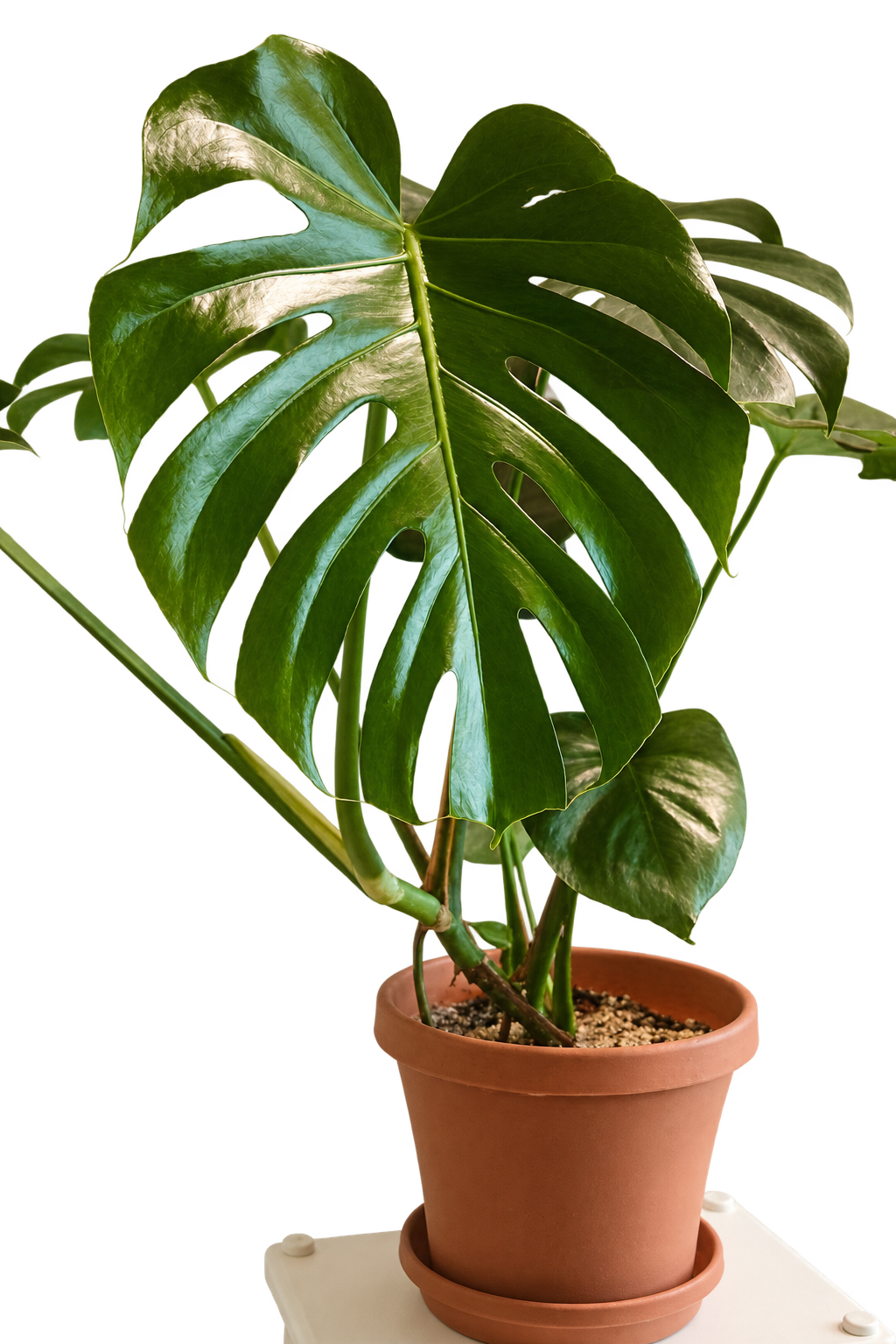 Monstera deliciosa — deve tabanı